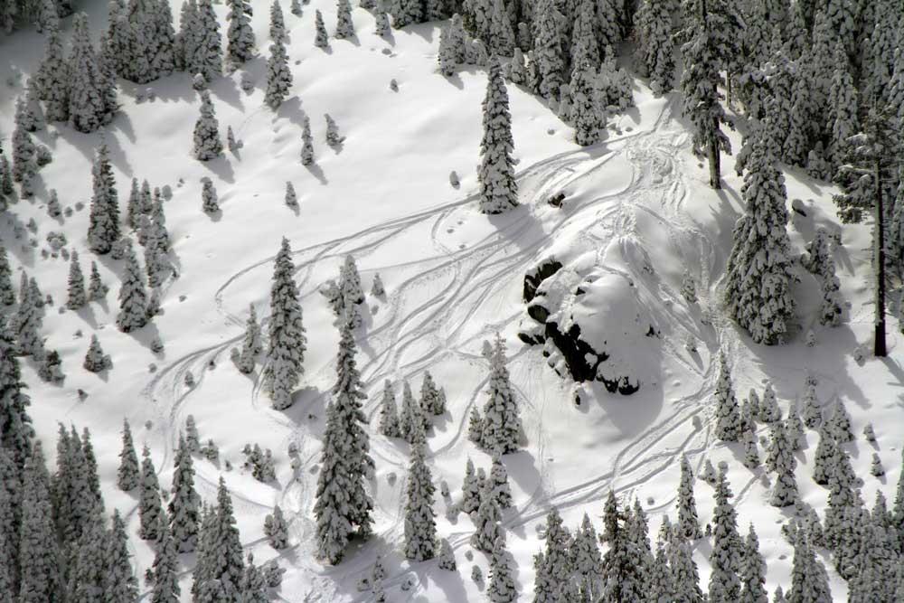 Tree Skiing im Tiefschnee