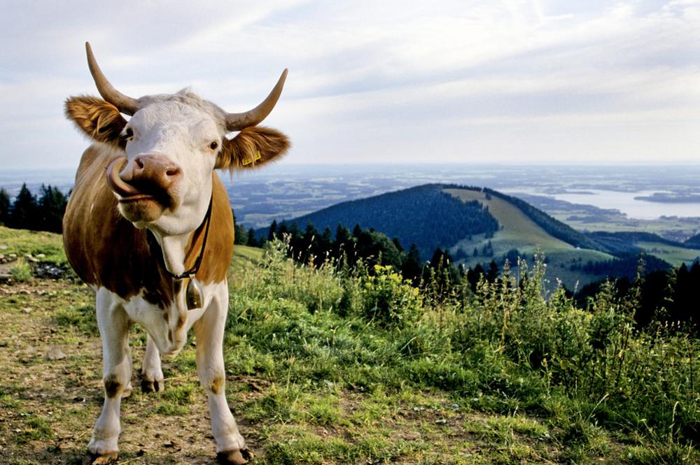 Kuh mit Chiemgau-Panorama