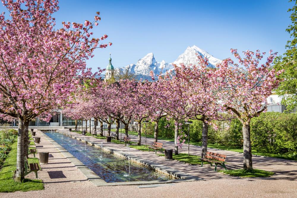 Kirschblüte im Kurgarten Berchtesgaden