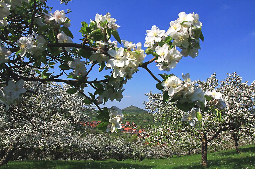 Apfelblüte in Hepsisau