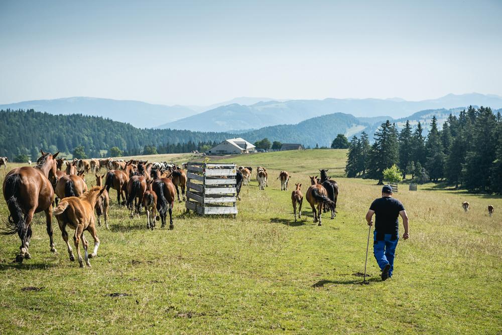 Bauer beim Zusammentreiben des Viehs in Courtelary