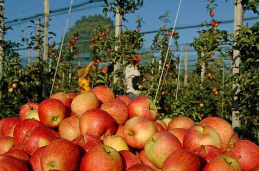 Apfelplantage bei Altnau 