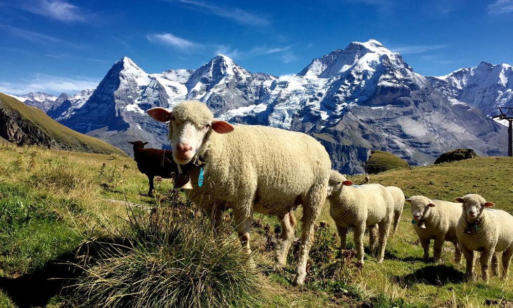 Schafe vor Eiger, Mönch und Jungfrau
