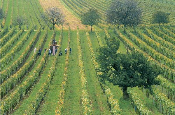 Weinlese im Burgenland