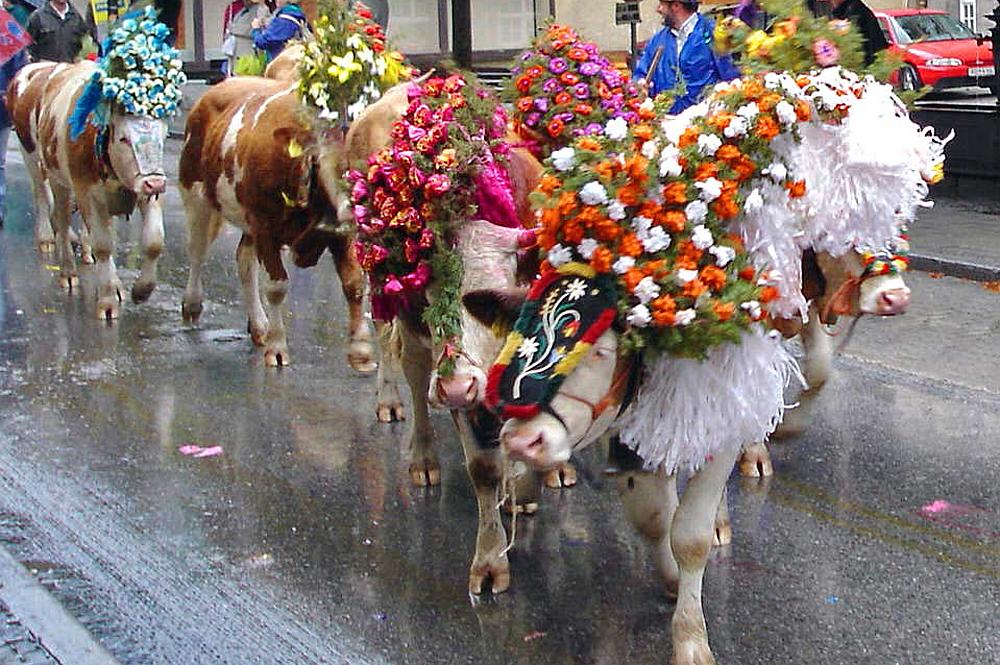 Geschmückte Kühe auf einer Straße beim Almabtrieb in Kufstein
