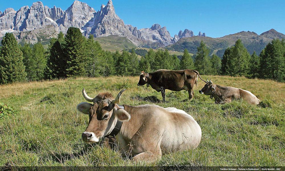 Kühe vor dem Malga Bocche im Val di Fiemme