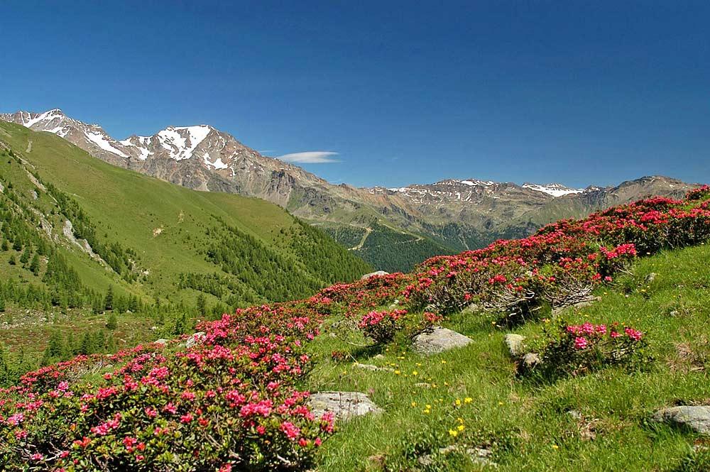 Almrosen und Berge im Naturschutzgebiet Alto-Noce